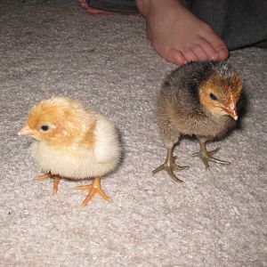 The chicks are a few days old