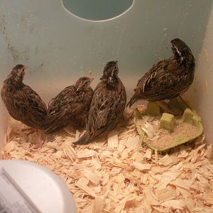 4 Of my Bobwhites
Sunday
Moe
Chickly
Little Bit