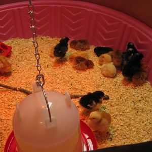 kiddie pool brooder