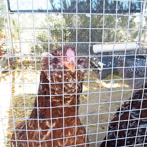 This is a photo of one of my RIRs. According to the information giving to me she is about 4 months old. At this point I see no comb or waddle, but lots of feathers in the area where I assumed the waddles should be. ????