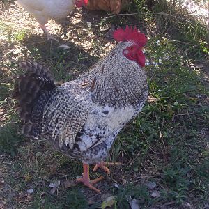Rocky the rooster