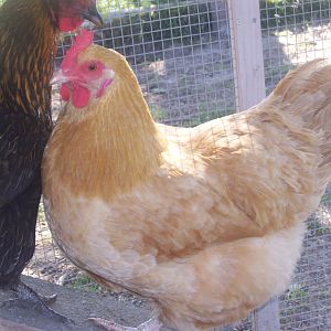 Our Buff Orpington, Goldie