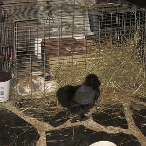 My silkie doulah who helped be the "doulah" for my bunny who was brought inside the house in our horrendous heat.  The silkie would walk the floor back and forth during the last few hours of my rabbit's labor and even sat close by the cage during the last few hours of labor!  Silkies, the world's best mothers or doulahs!