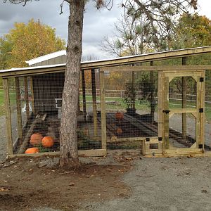 Planted some cedars in pots and put out some pumpkins for the Chickens first day in the run TOMORROW..........Yeah