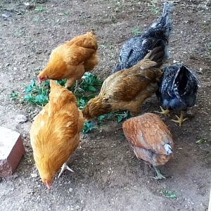 My whole little flock- except on of the blue ones has been rehomed.