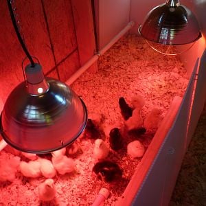 The chick brooder inside the coop.  Notice the PVC pipe waterer with "nipples"!