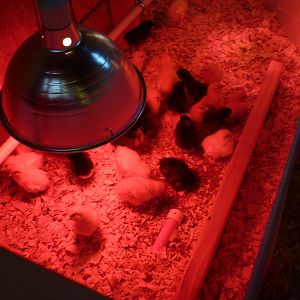 Another photo of the chicken brooder and chicks.