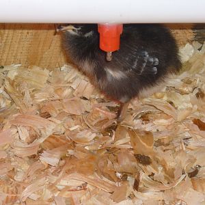 A Dominique chick under the water line.  She just drank from the nipple (notice the droplet on her beak).