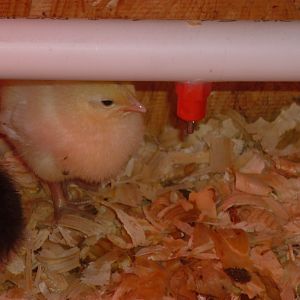 A chick drinking from the water nipple.  They learned to drink from the nipples on the first day!