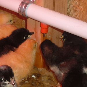 The chicks drinking from one of six nipples.  The PVC pipe can be raised as the chicks grow.