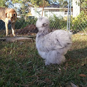 My splash pullet, Andromeda, from Sunshine Silkies - Lake City, FL.