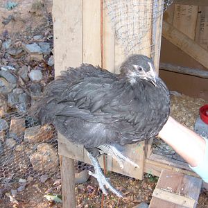 6 weeks.  Black pullet.