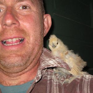 My handsome husband with one of our Baby Silkie Buffs.   He loves silkies too!