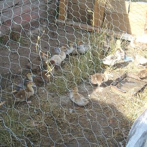 some of our Muscovy ducklings