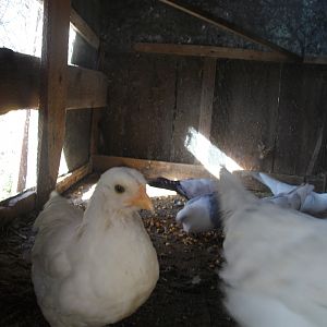 some of the chicks we hatched in the pigeon loft