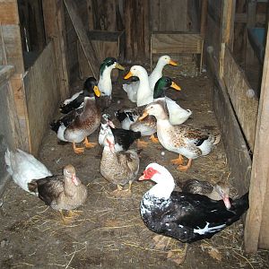 ducks
