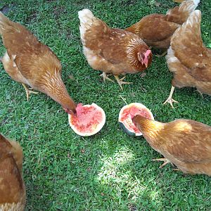 Diggin' the Sugar Baby watermelon