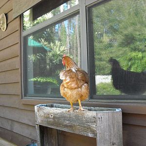 Why can't chickens just go off and be chickens instead of harassing us in the house?