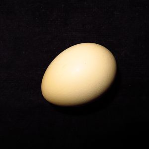 This is a photo of the first egg laid by one of our hens. It is regular size and tan in color