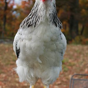 This is Jiminey