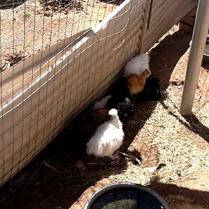 The white silkie is G
Hedwig.