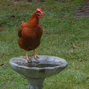 "The Bird Bath" (Sandra)