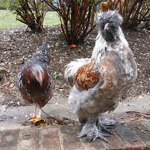 "Julio" my silkie ameraucana