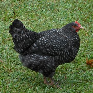 "Madea" my cuckoo maran