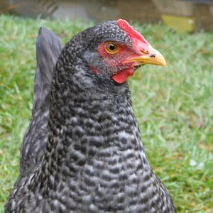 "Big Mama" my other maran