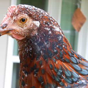 "Patti" speckled sussex