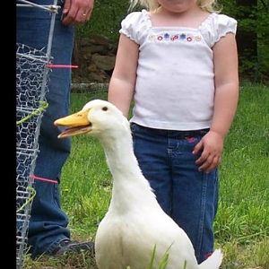 Our first duck "Popcorn" in 2006 RIP