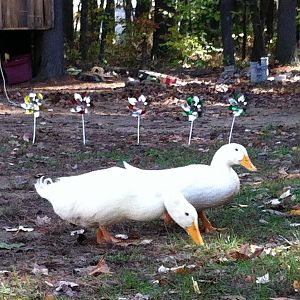 Our current ducks PJ (Female Pekin) and Charlie (male)