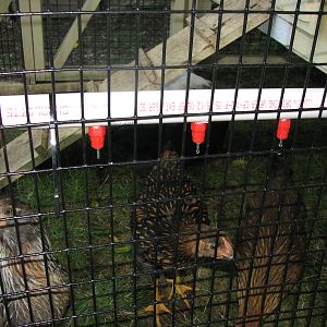 Made the nipple waterer myself!