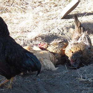 DUST BATH PILE UP