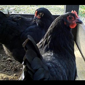 Australorp