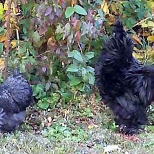 Sizzle rooster and blue laced cochin