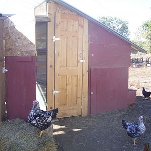 The run door is open, it's still half painted and half not.  The hen house door is still not painted either.  Can see a couple of my pretty SLW's here too.