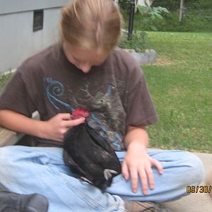 Chicken Little taking a nap