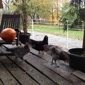 Chickens in their new run.  Was going to throw out this chair but instead put it in the run for the chickens to perch on for the coming winter.   
The boards are covering one of the composting grazing beds that I'm saving for later in winter.