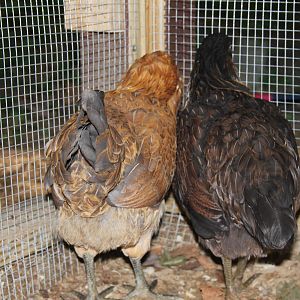 My 2 new Americaunas hiding from me - Cookie and Zsa Zsa