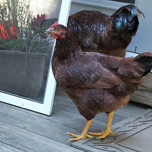 Henrietta, Red's BFF