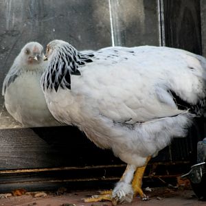 Light Brahma hen discovers she's as pretty as she thought