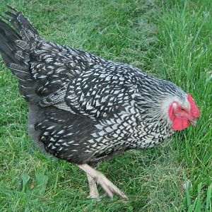 MY SILVER LACED WYANDOTTE, CAGNEY.