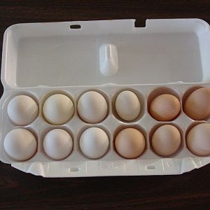 Eggs collected from both white and black Dorkings.