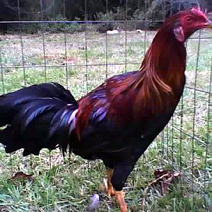 A cull Kraienköpp cockerel, earlobes too large and too white.
