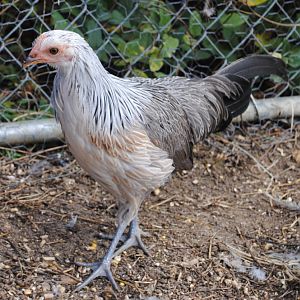 just-turned-5-month old Silver Phoenix pullet