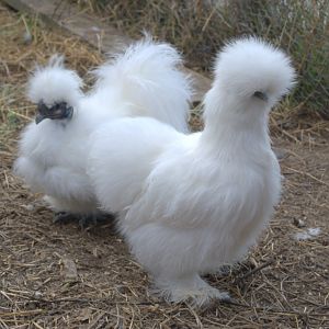 Shasta (Silkie pullet) and Percy (Showgirl cockerel