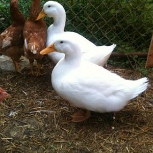 Hanging out together