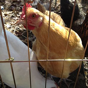 Martha . . . Where are the eggs!!!!!!!!!!!!!!!!