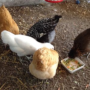 Fluffy Butts but no eggs!